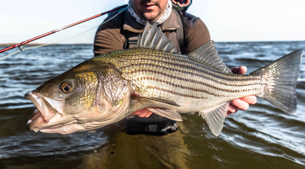 The Compleat Guide To Spring Striper Fly Fishing - The Compleat Angler