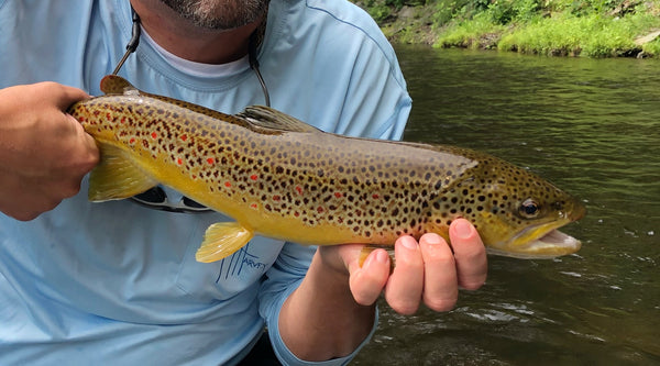 Northeast Fishing Report: 7/26/19 - The Compleat Angler
