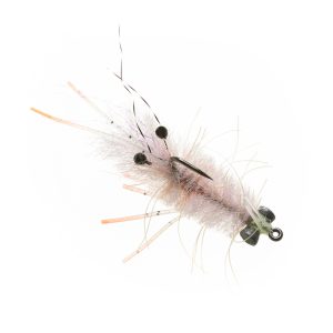 Enrico Puglisi Mantis Shrimp