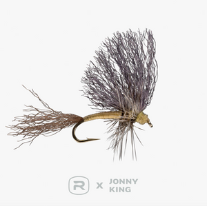 RIO's King Wedgewing