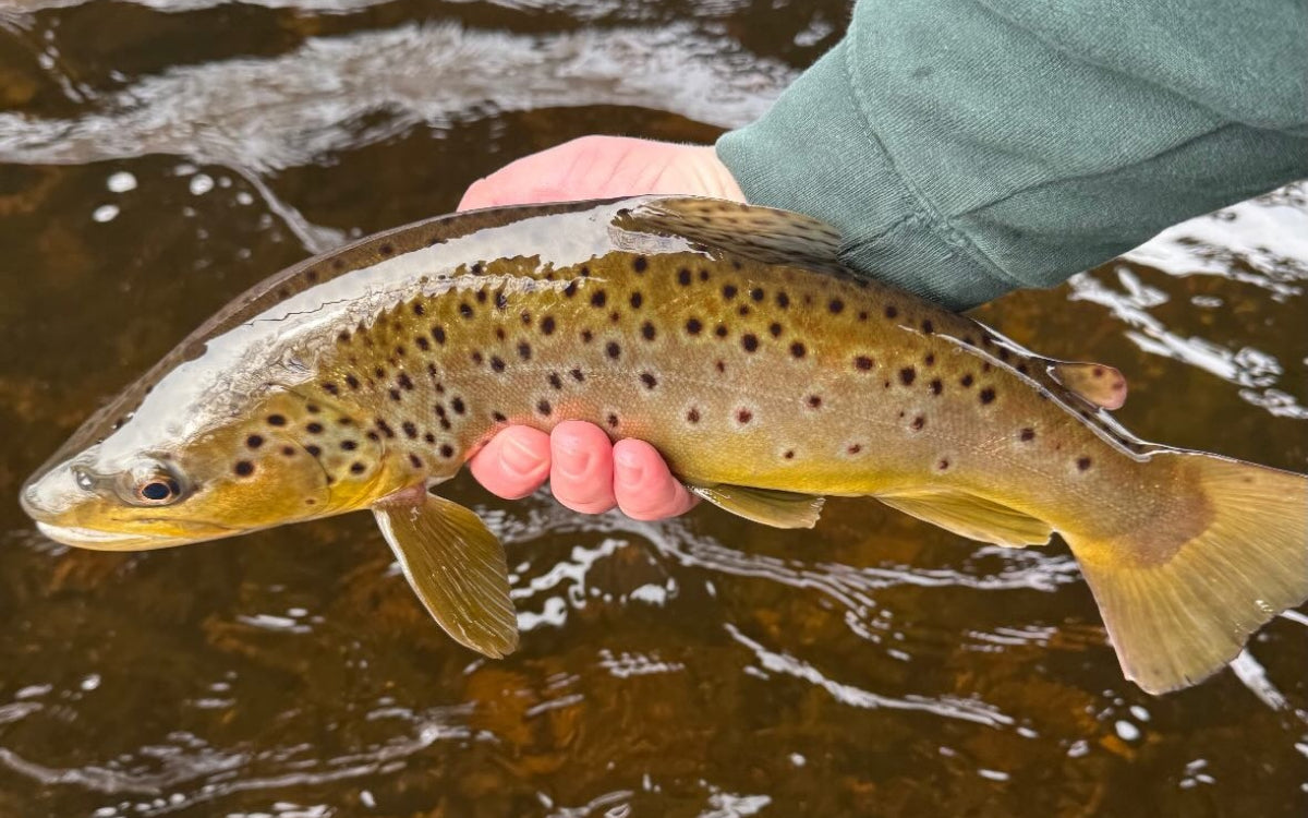 Northeast Fishing Report 3/20/26