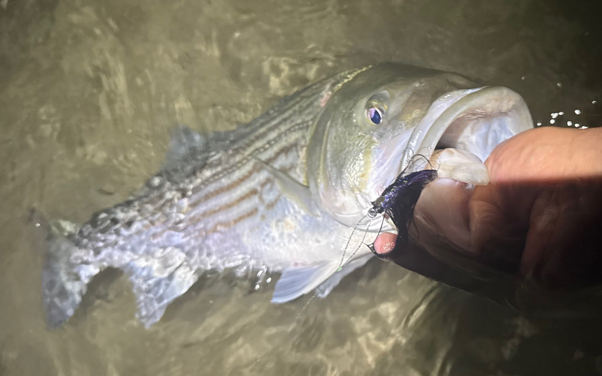 Northeast Fishing Report 6/26/26