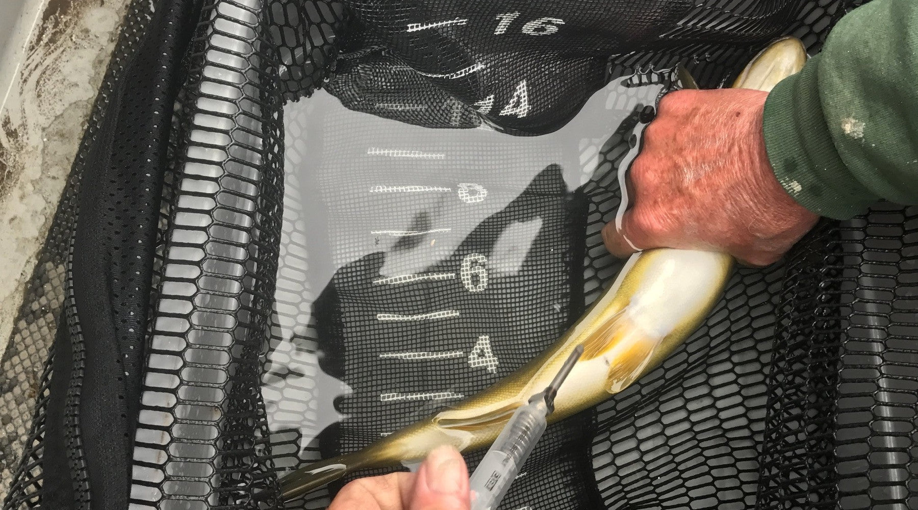 Ben Rinker Tags Upper Delaware River Trout