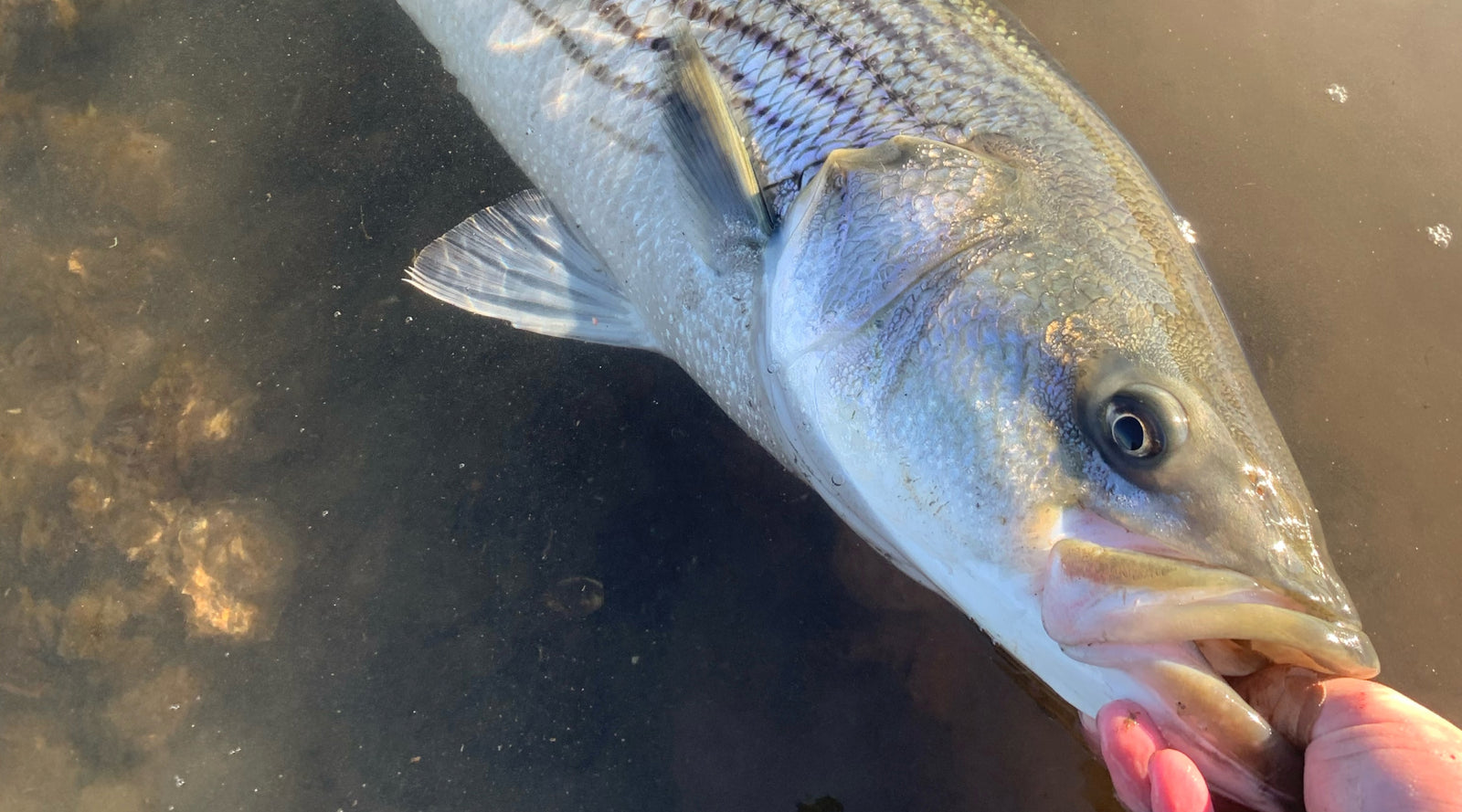 Northeast Fishing Report: 12/2/2022