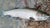 Northeast Fishing Report: 1/13/2023