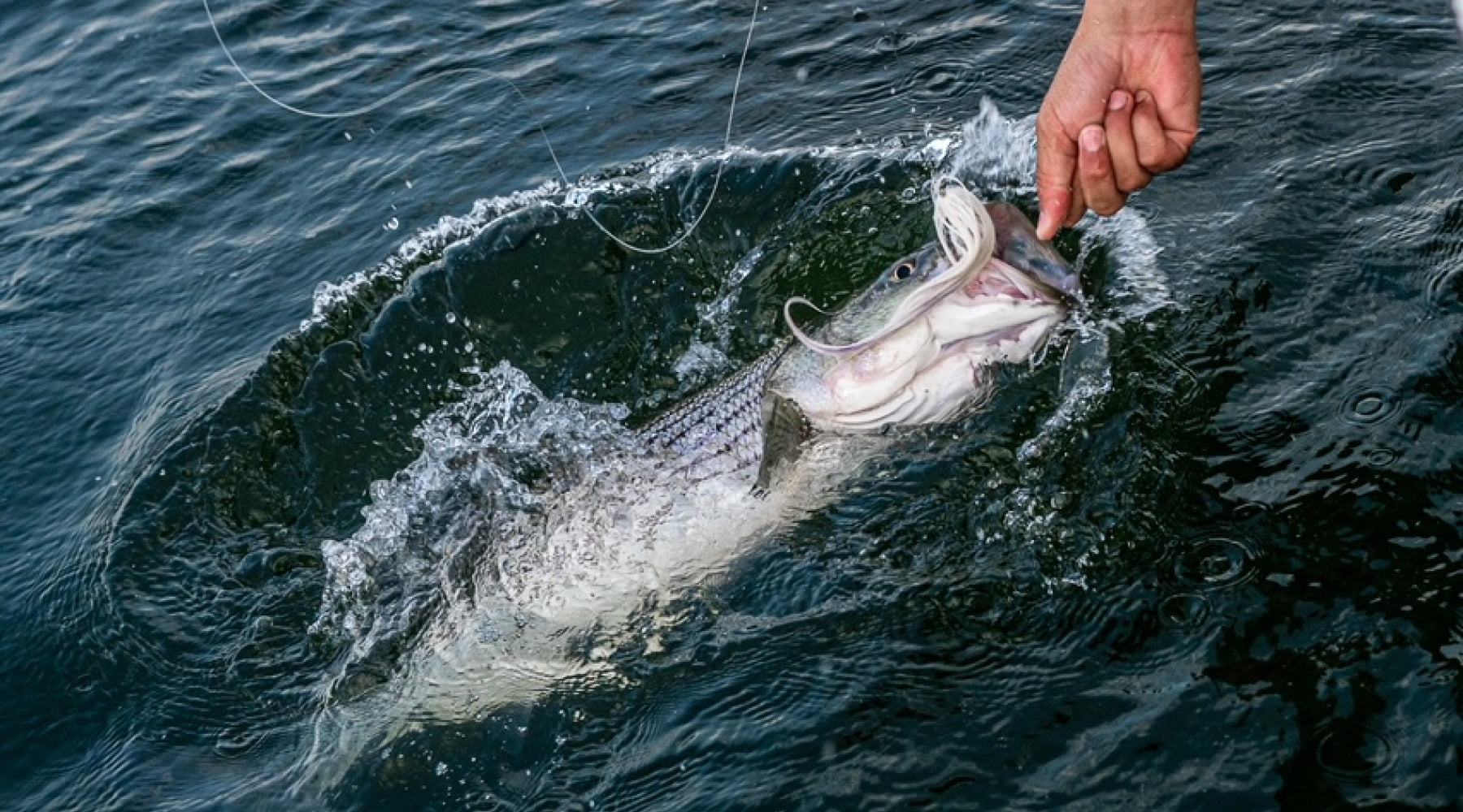 Northeast Fishing Report: 7/22/2022