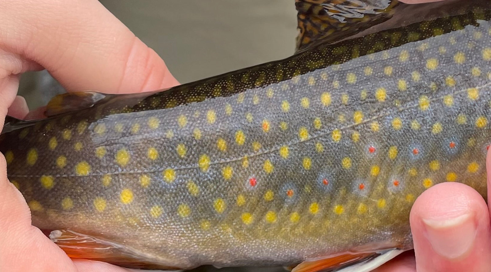 Northeast Fishing Report: 8/11/2023