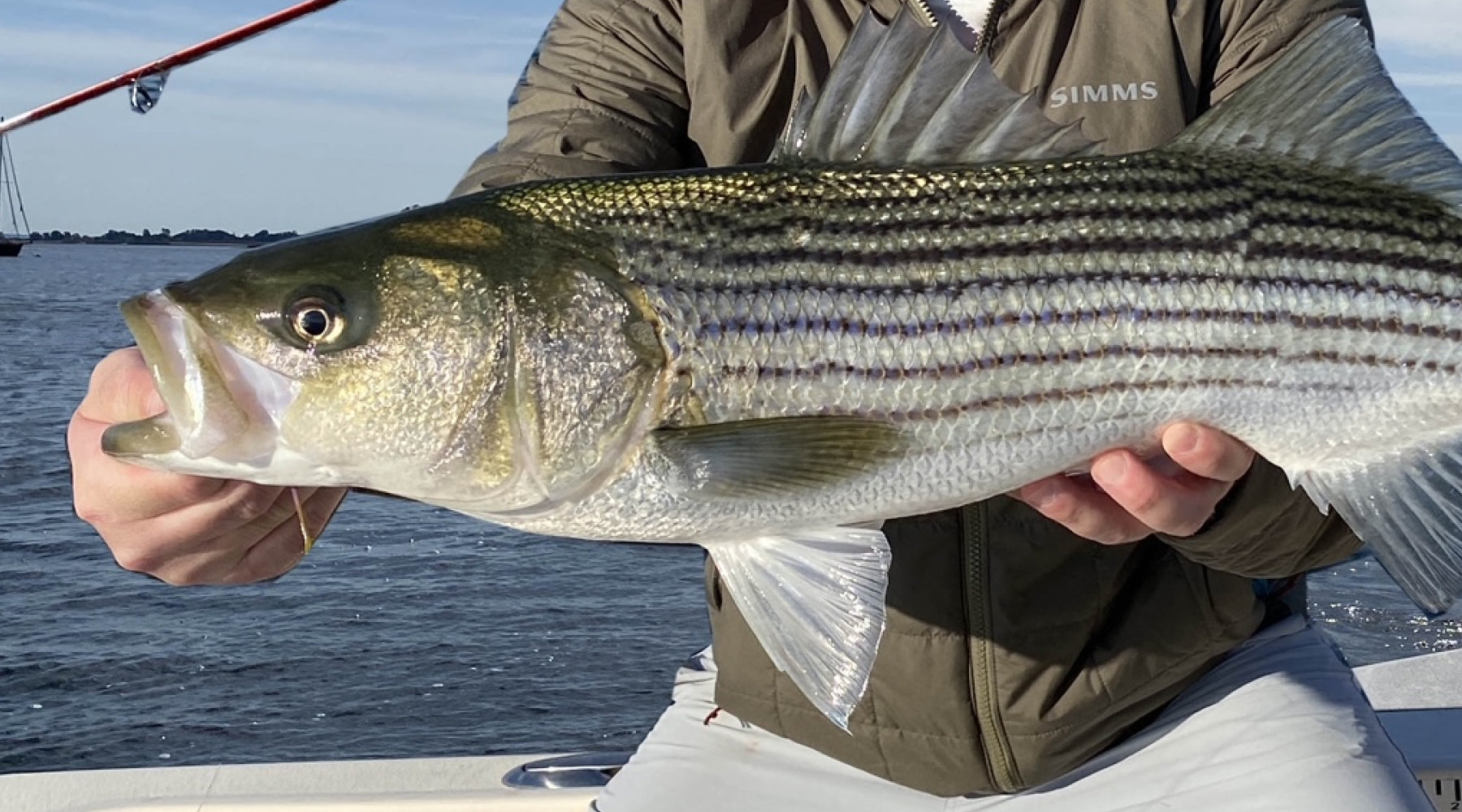 3 Deadly Bait Rigs For Stripers - Game & Fish