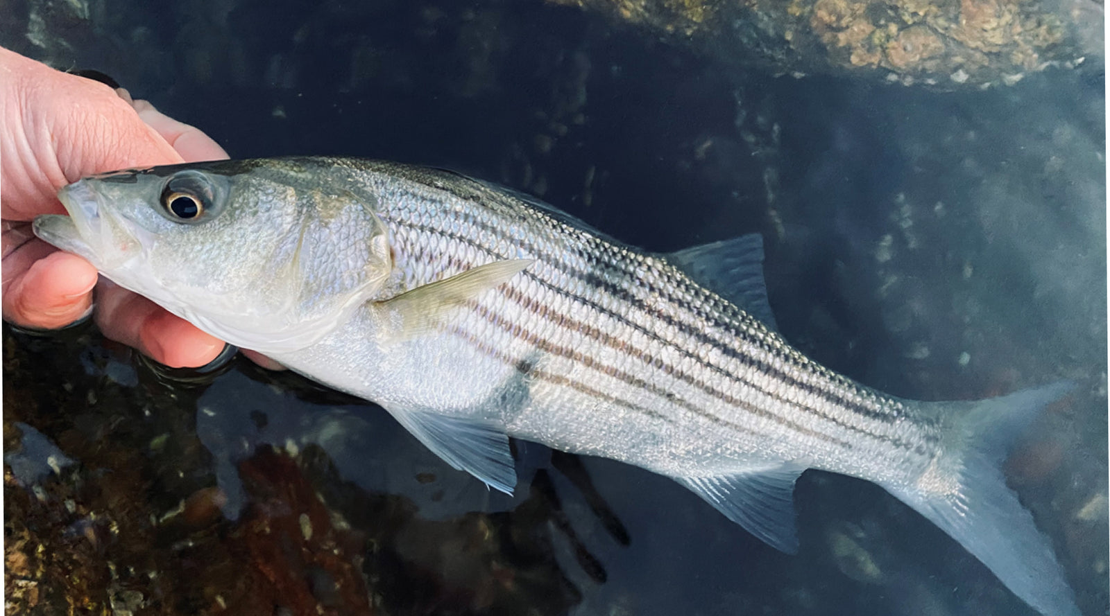 Northeast Fishing Report 11/8/2024