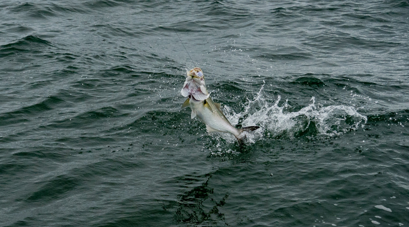 Northeast Fishing Report 9/27/2024