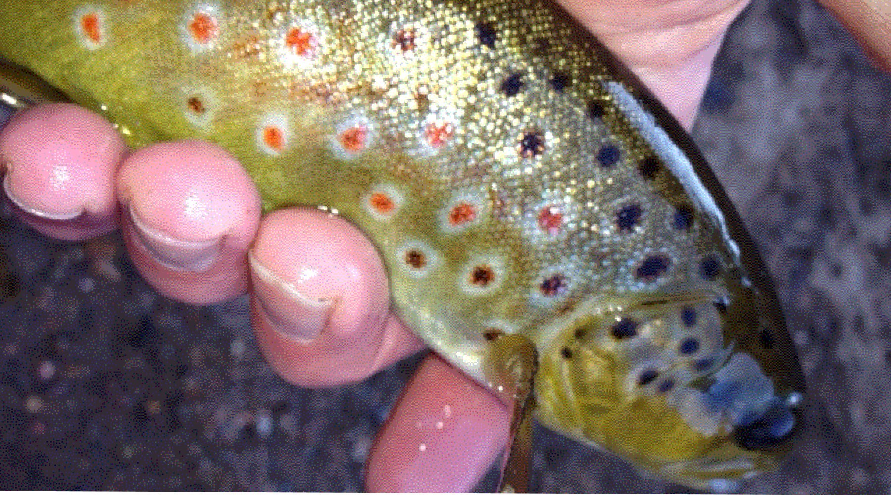 Northeast Fishing Report 2/28/2025