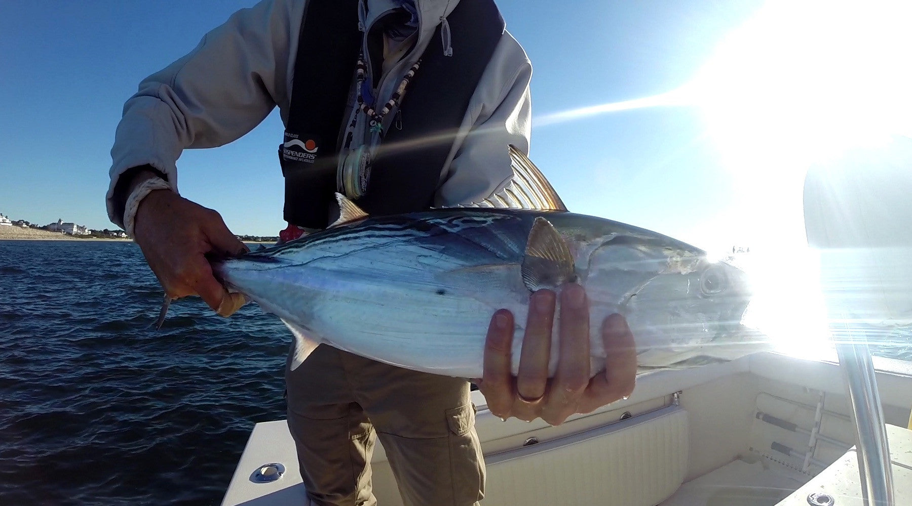 Video: Albies on the Fly off Watch Hill, RI