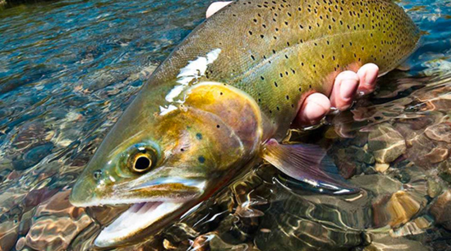 Fishing Report April 23rd
