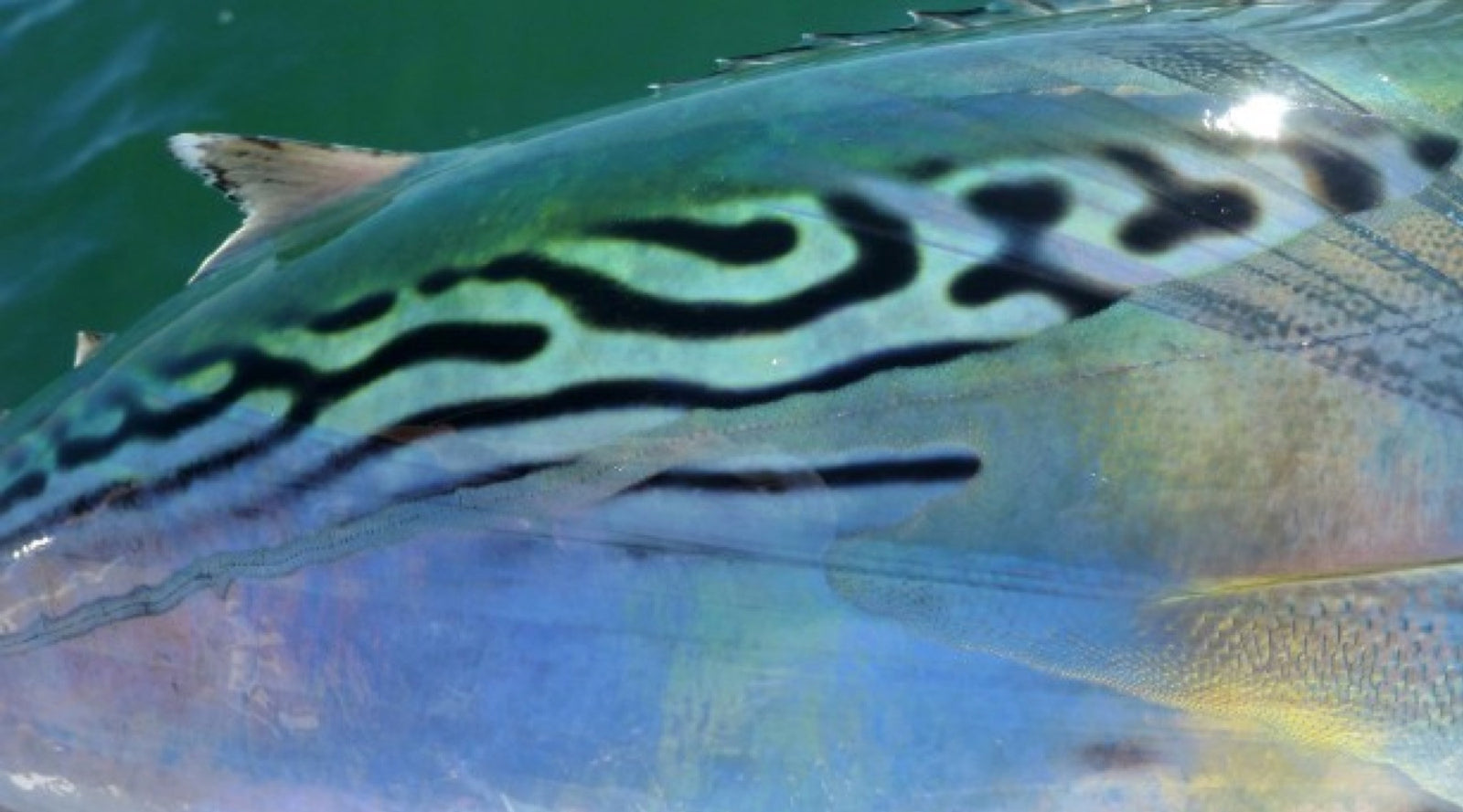 False Albacore off Cape Cod