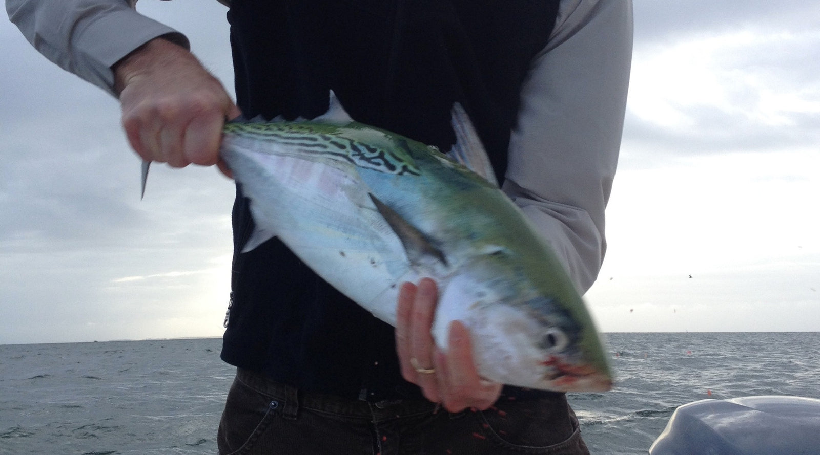 Photos: False Albacore & Bonito Fishing