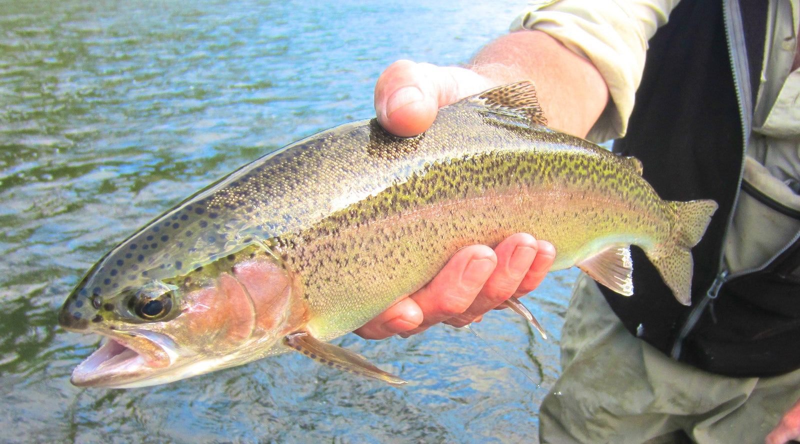 Fishing Report June 1