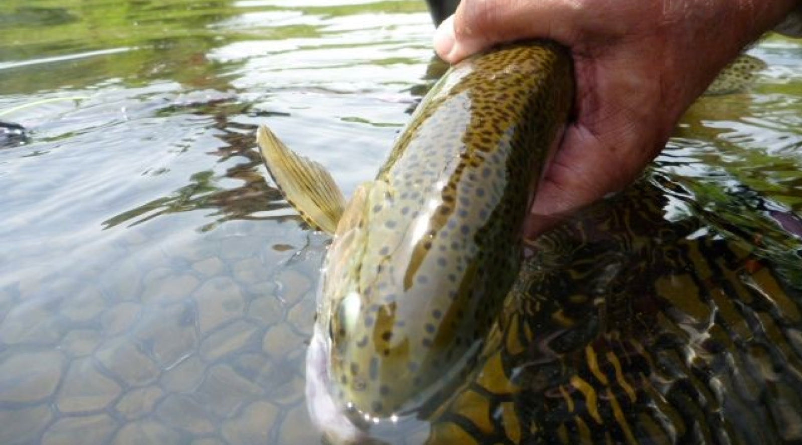 Fishing Report May 11th