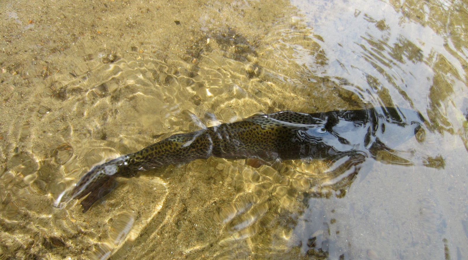 International Fly Fishing Film Festival 2016