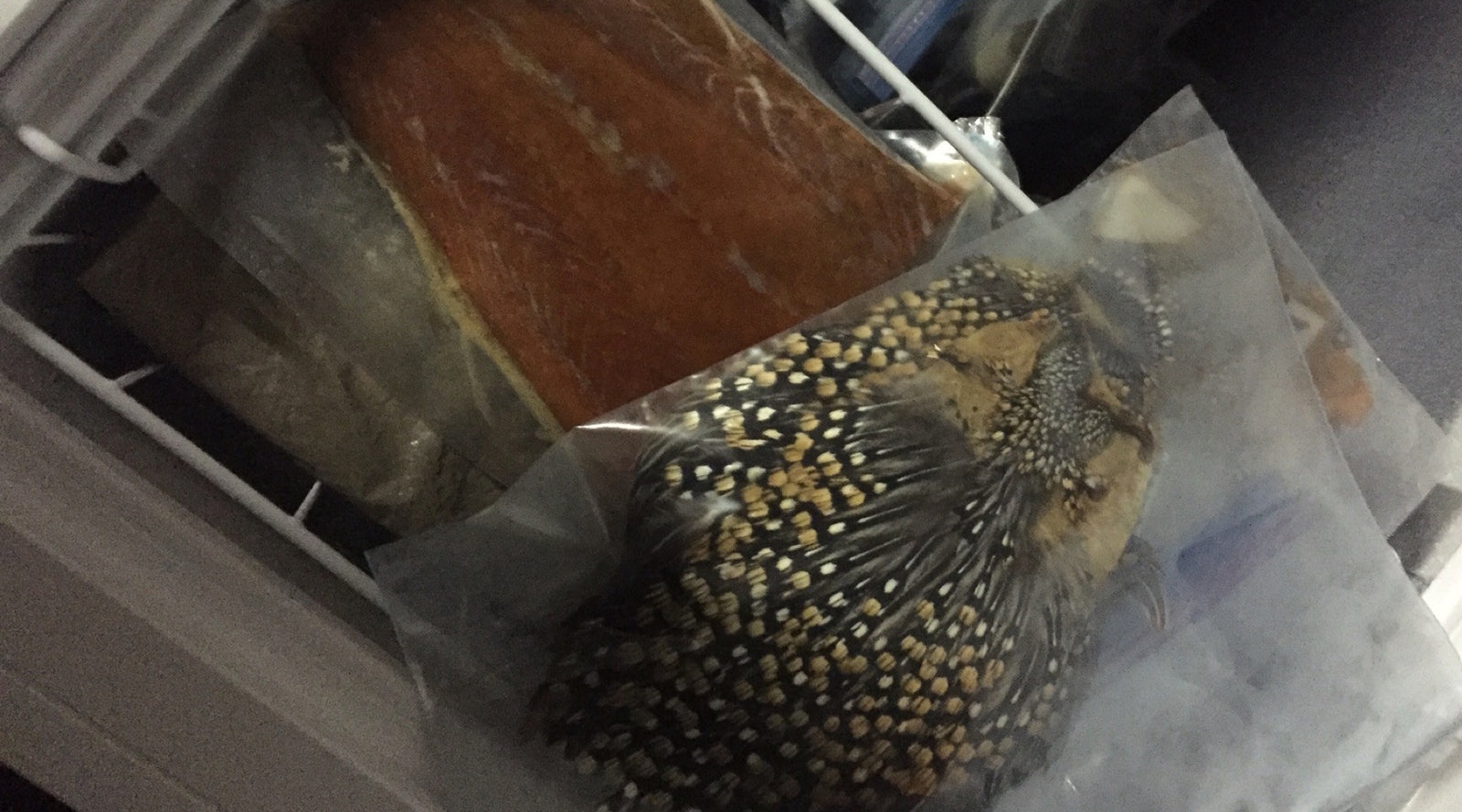 Bugs in Your Jungle Cock: How to De-Bug Your Fly Tying Materials