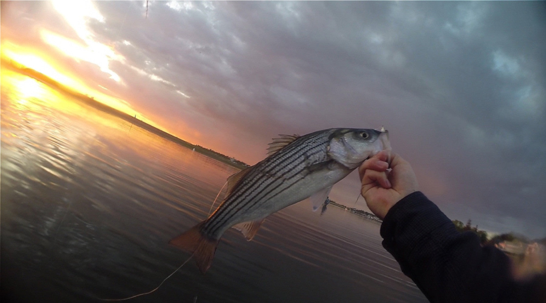Video: Fly Fishing for Striped Bass in Boston Harbor