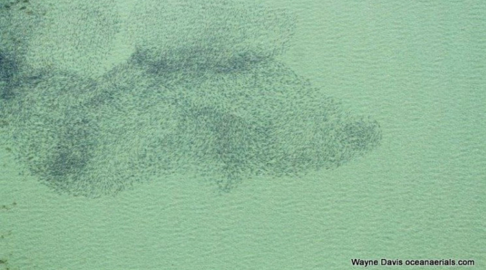 Beautiful Aerial Photos of Striped Bass on Cape Cod