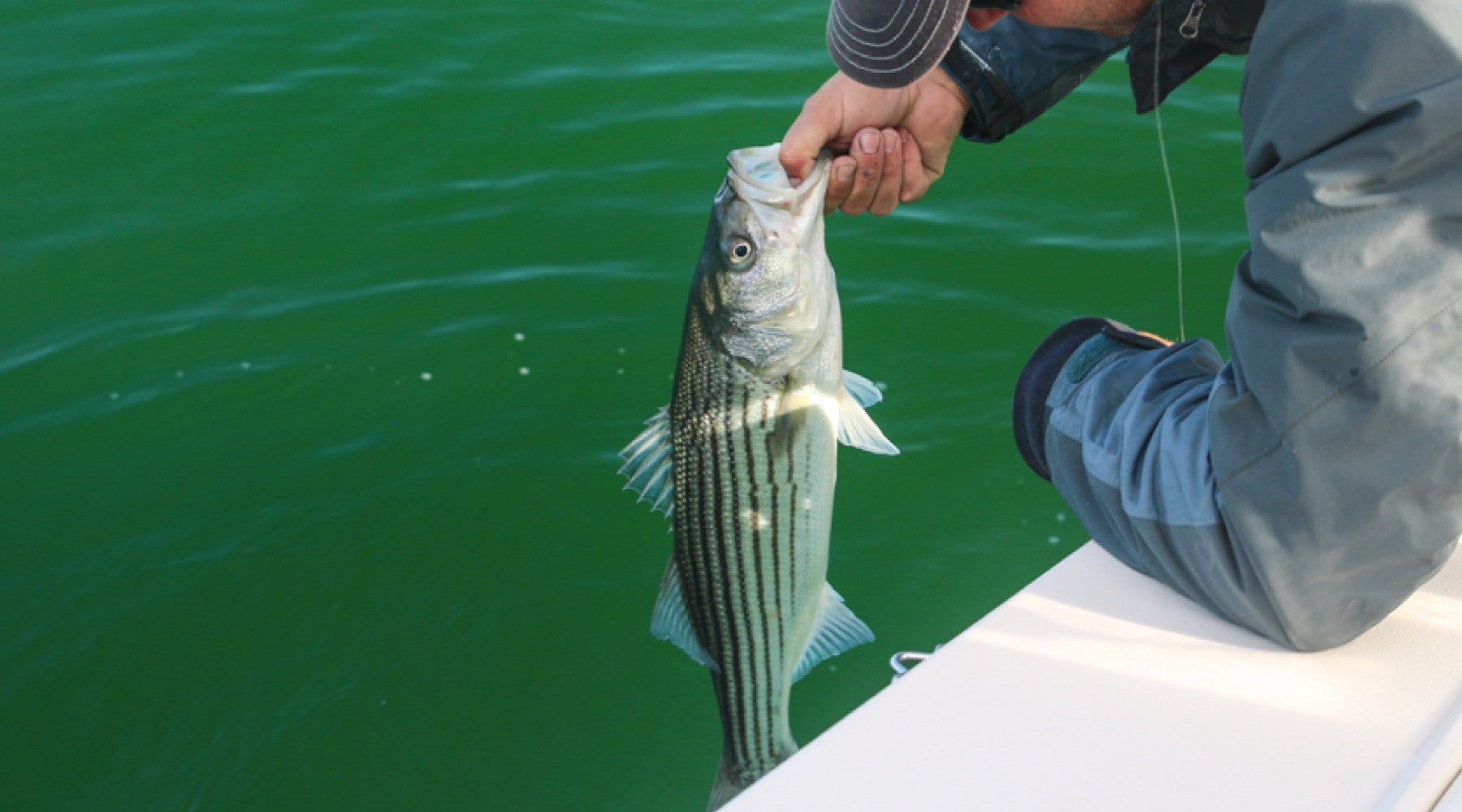Striped Bass & Sand Eels, Cape Cod, Memorial Day Weekend 2015
