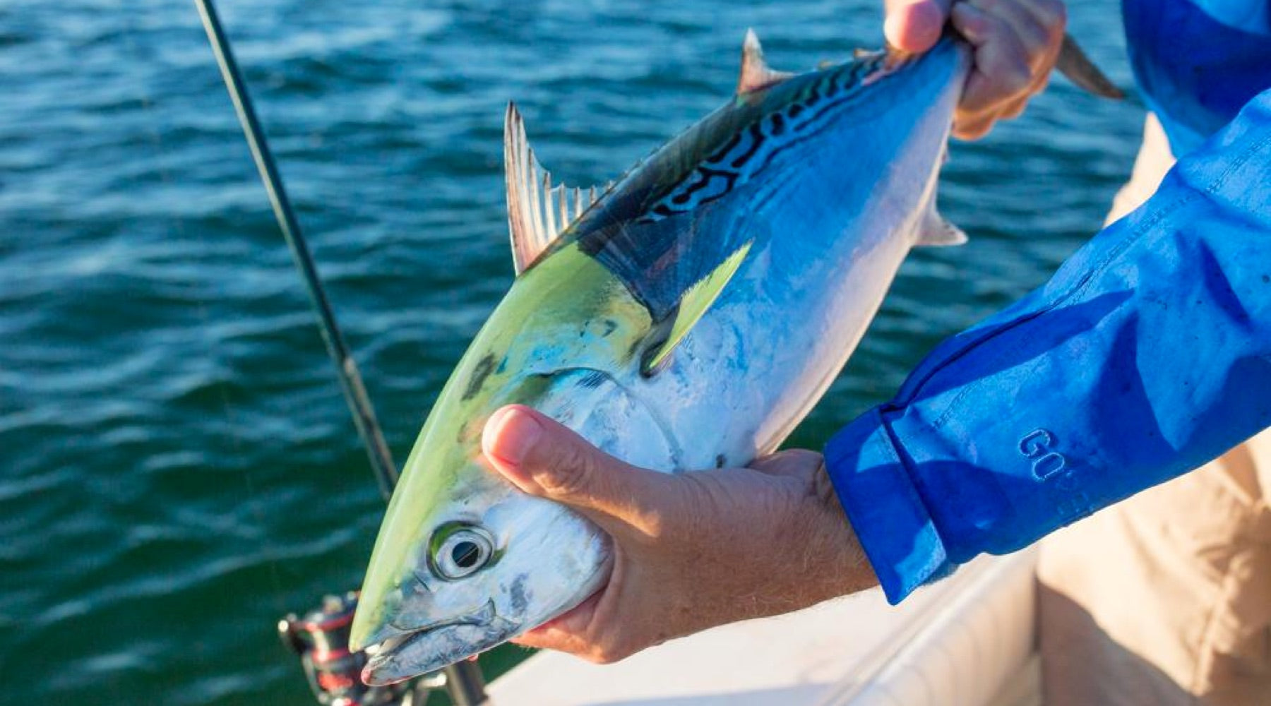 Dispatches: Fly Fishing for False Albacore off Cape Cod