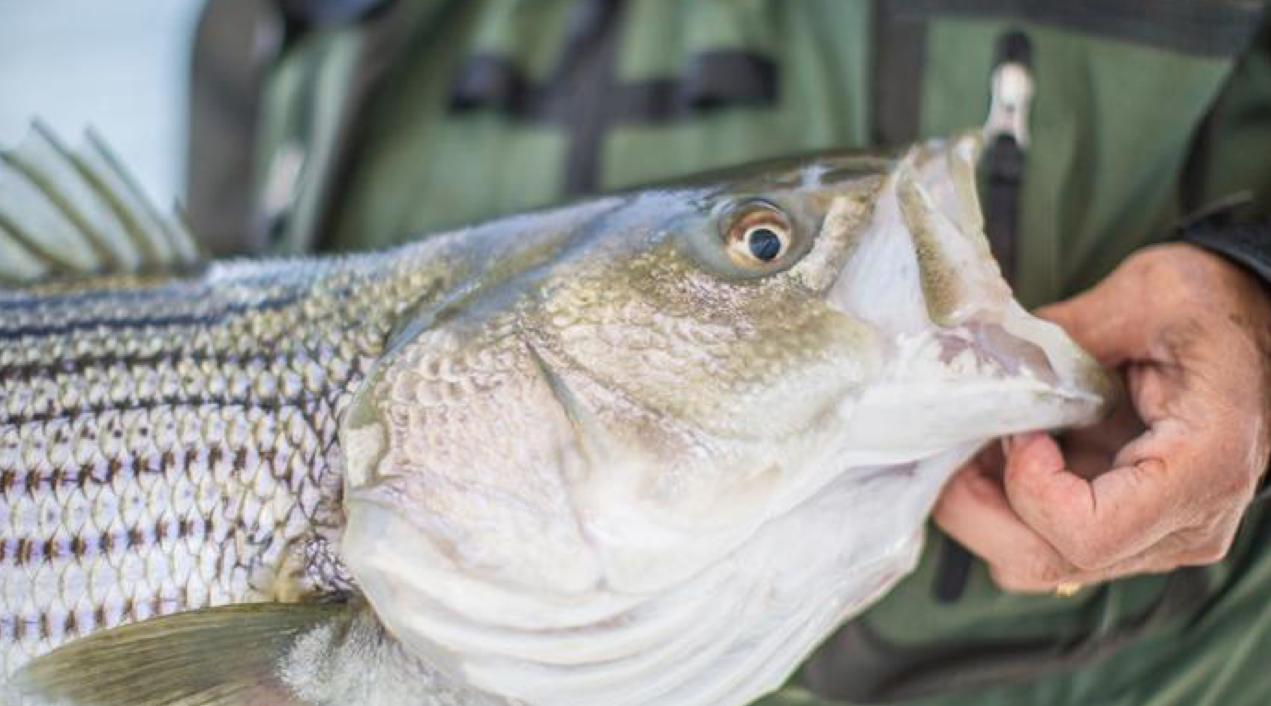 Dispatches: Cape Cod Striped Bass Fishing on the Fly
