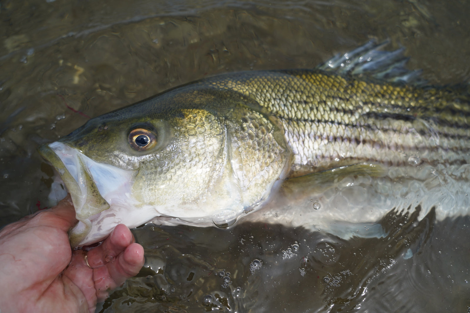 Northeast Fishing Report 5/29/26