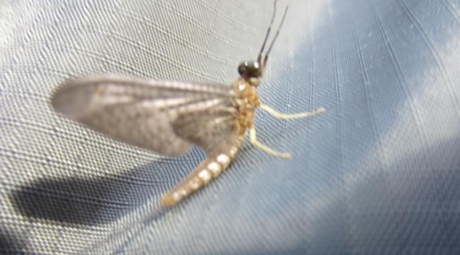 Fishing Report, July 11th