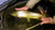 Delaware River Fishing Report