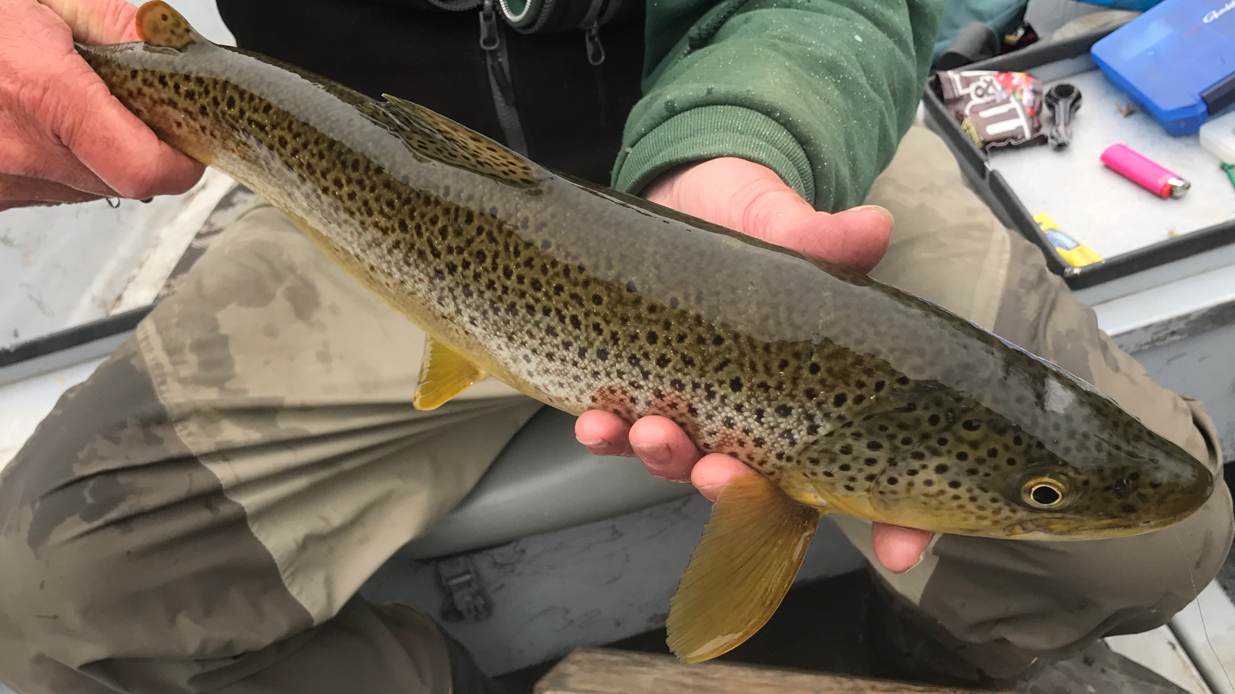 Fishing Report, May 11th, 2017