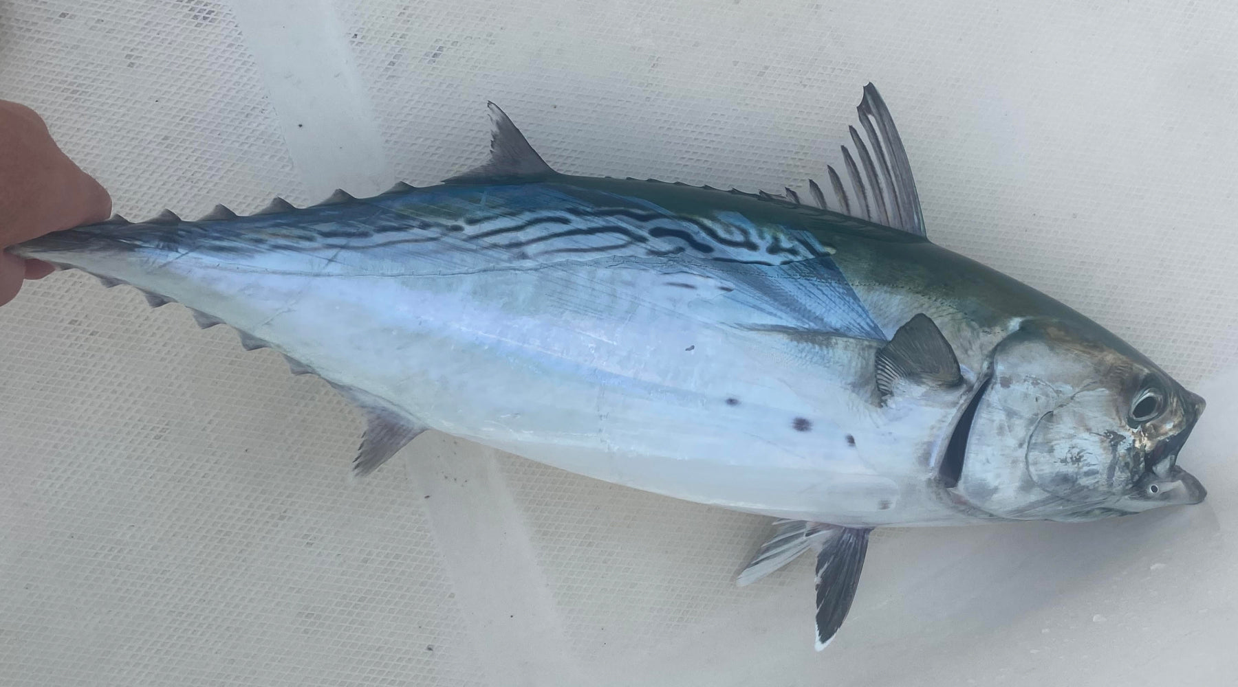 Northeast Fishing Report: 9/29/2023