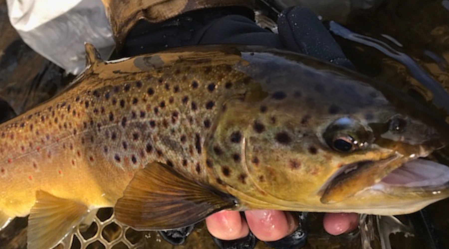 Northeast Fishing Report: 2/5/2021