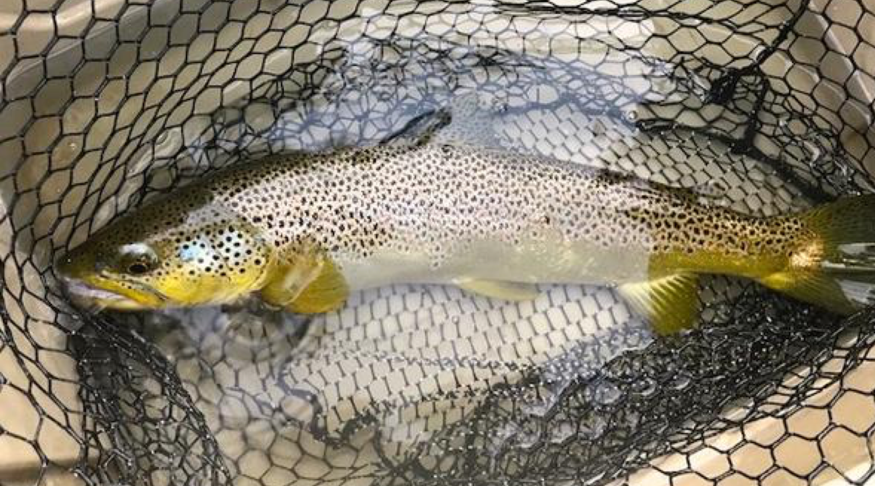 Fishing Report:  June 20th