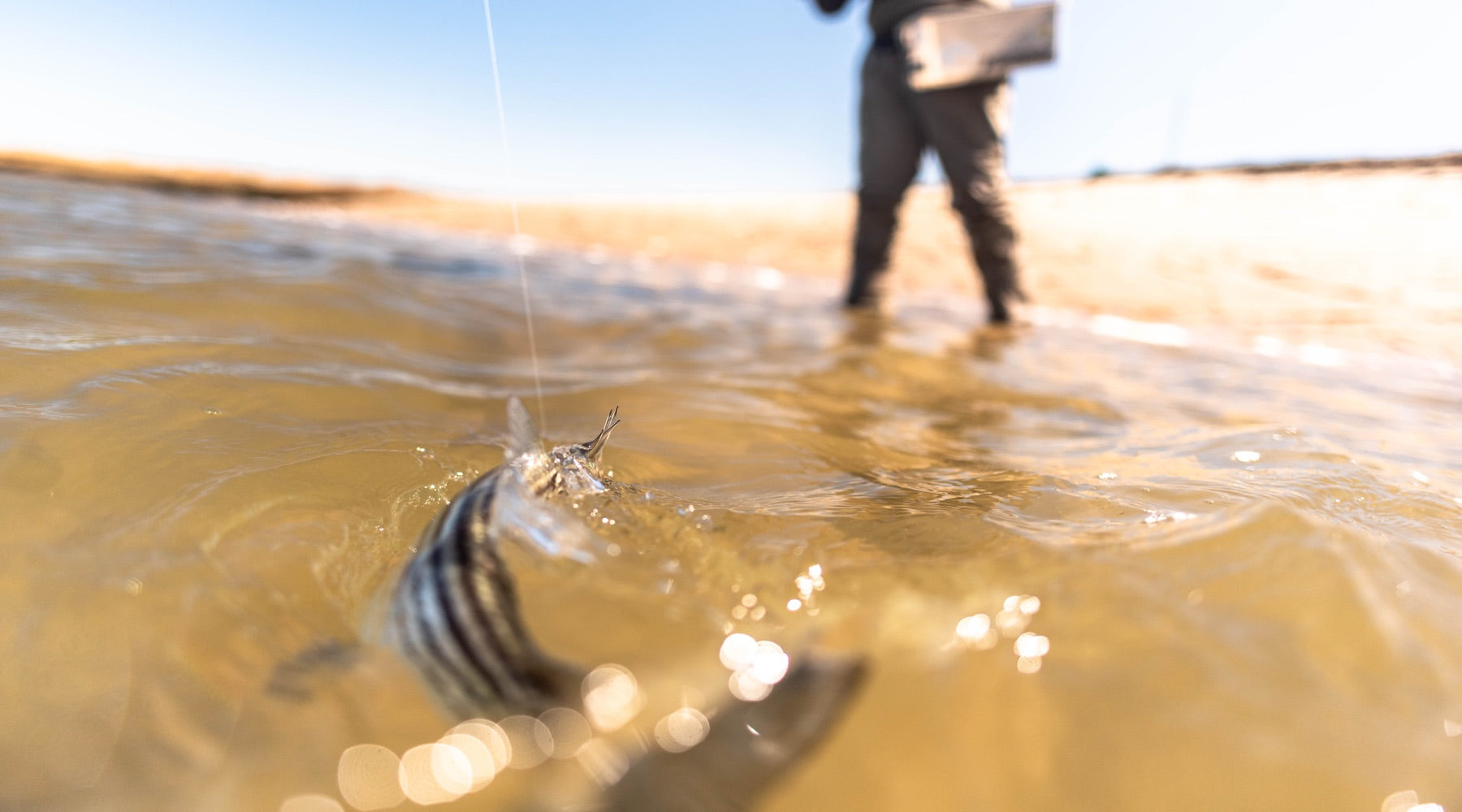 Northeast Fishing Report: 8/13/20