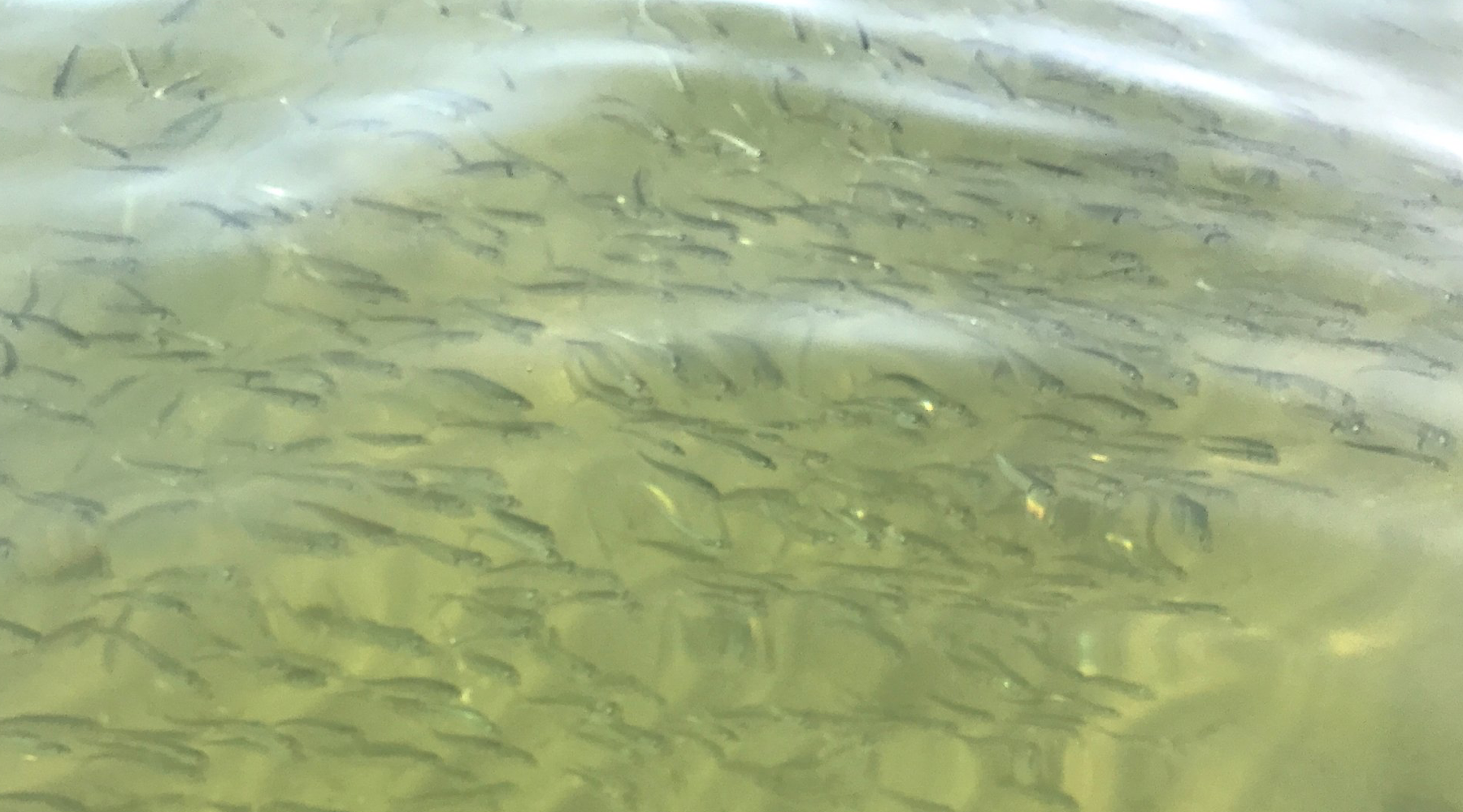 Fishing Report, November 3, 2017