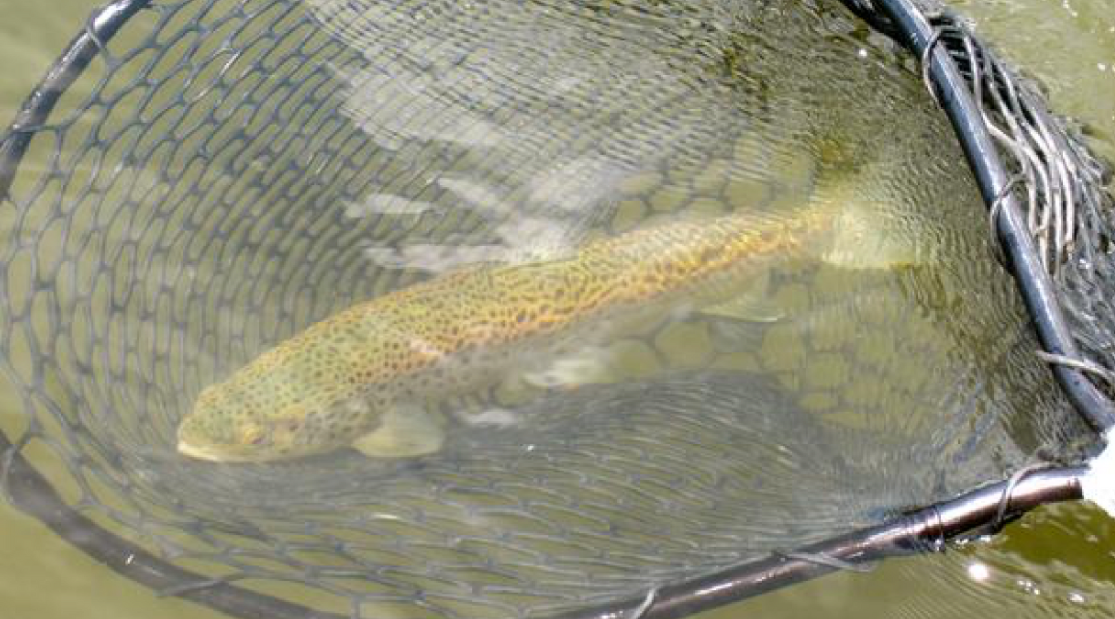 Fishing Report:  July 4th!  Happy Birthday, America!