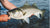 Northeast Fishing Report: 7/9/21