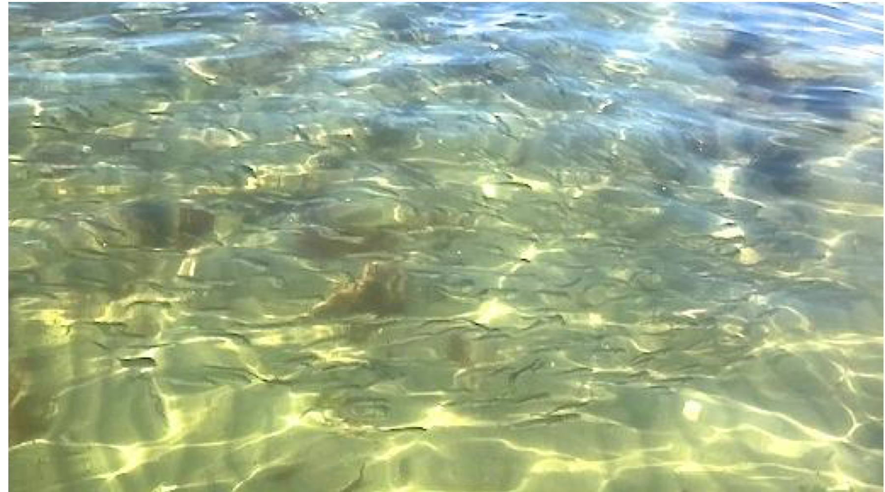 Fishing Report, Friday, October 20