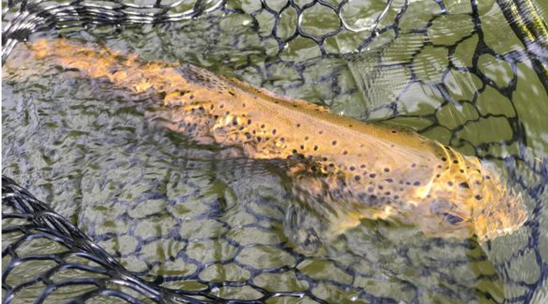 Fishing Report, September 8th
