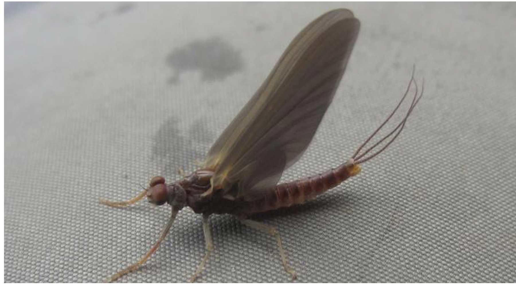 Fishing Report - River Conditions May 30th
