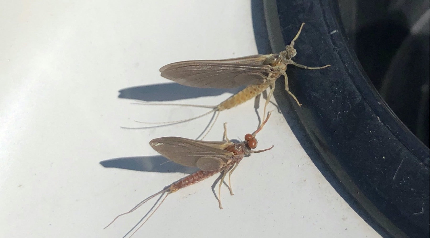 Northeast Fishing Report: 5/14/20