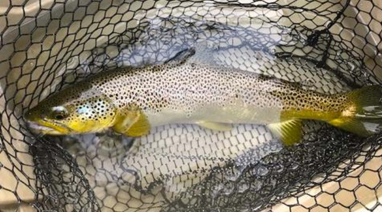 Housatonic River Fishing Report