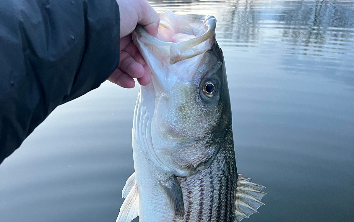 Northeast Fishing Report 10/9/26