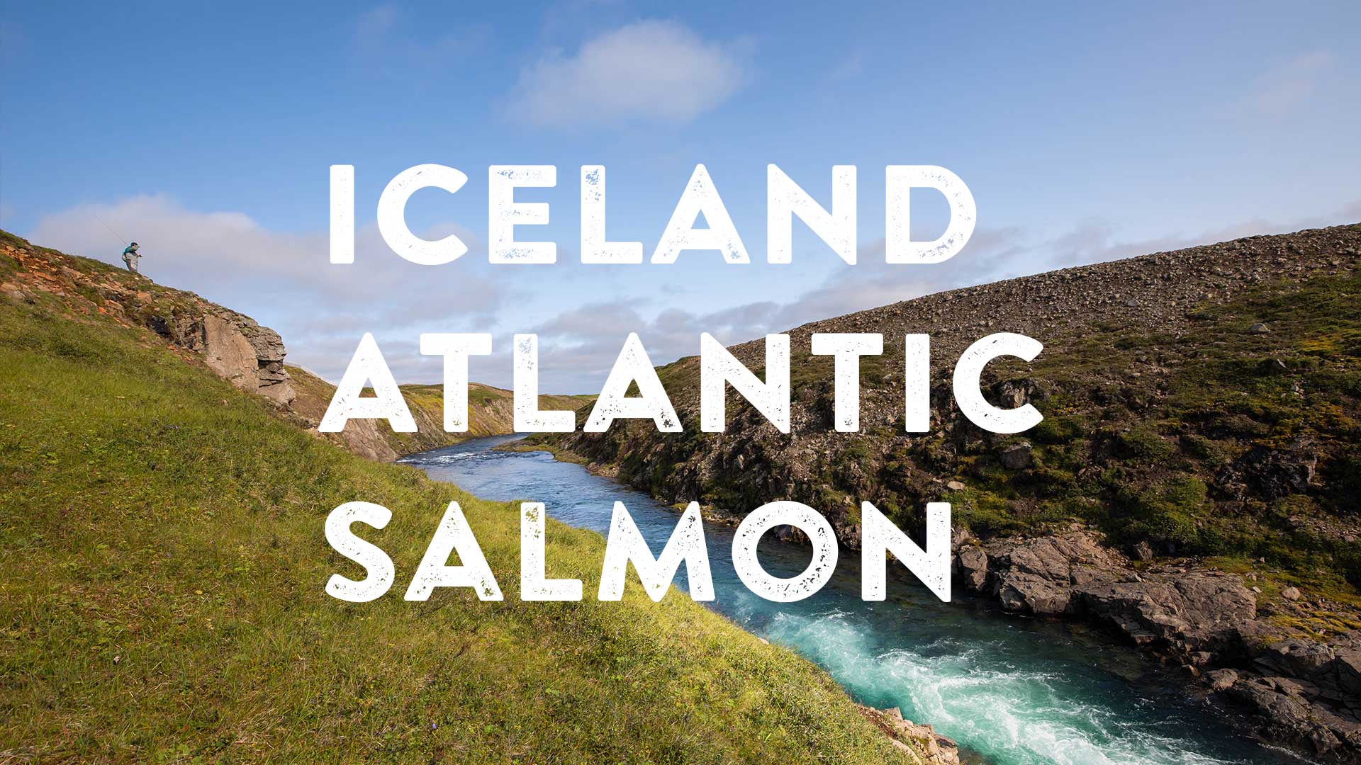Video: Icelandic Atlantic Salmon, Holkna River