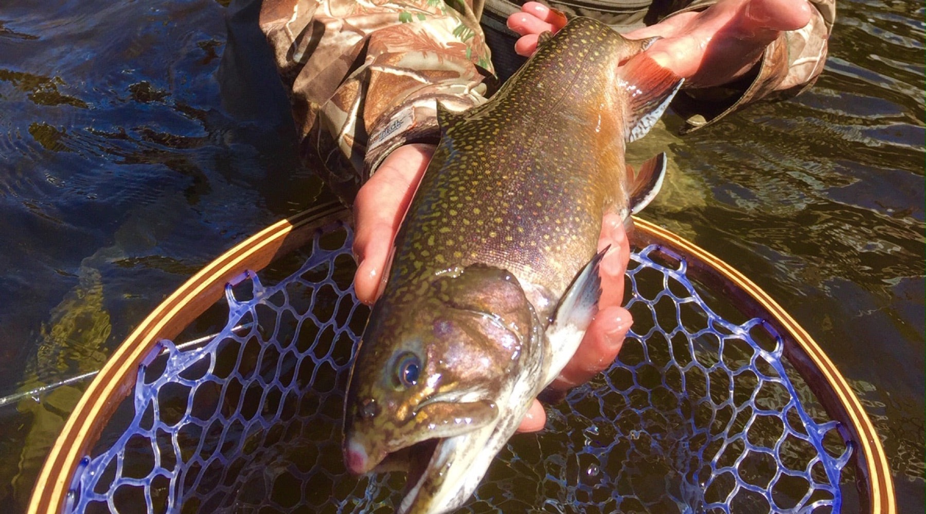 Local Fishing Report: The Mill, Mianus, and Saugatuck Rivers