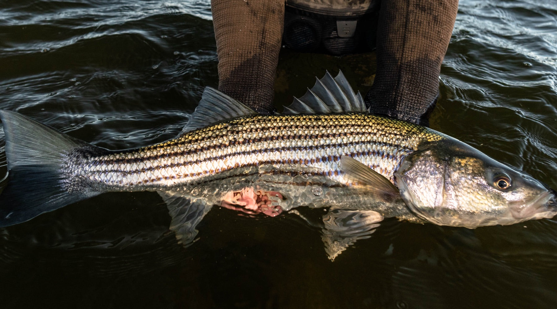 Northeast Fishing Report: 7/16/20