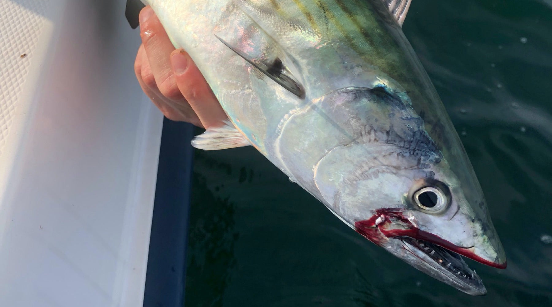 Northeast Fishing Report: 8/28/2020