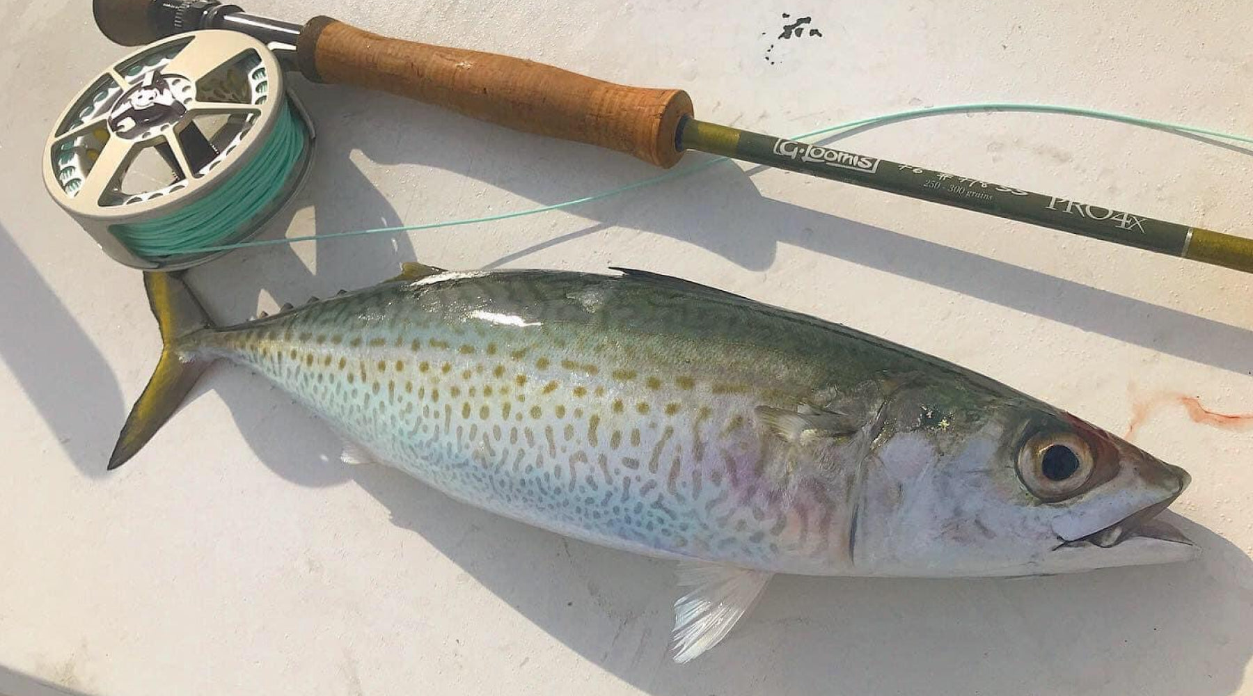 Northeast Fishing Report: 8/6/21